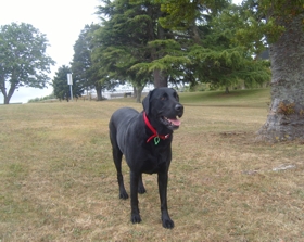 Rosie
